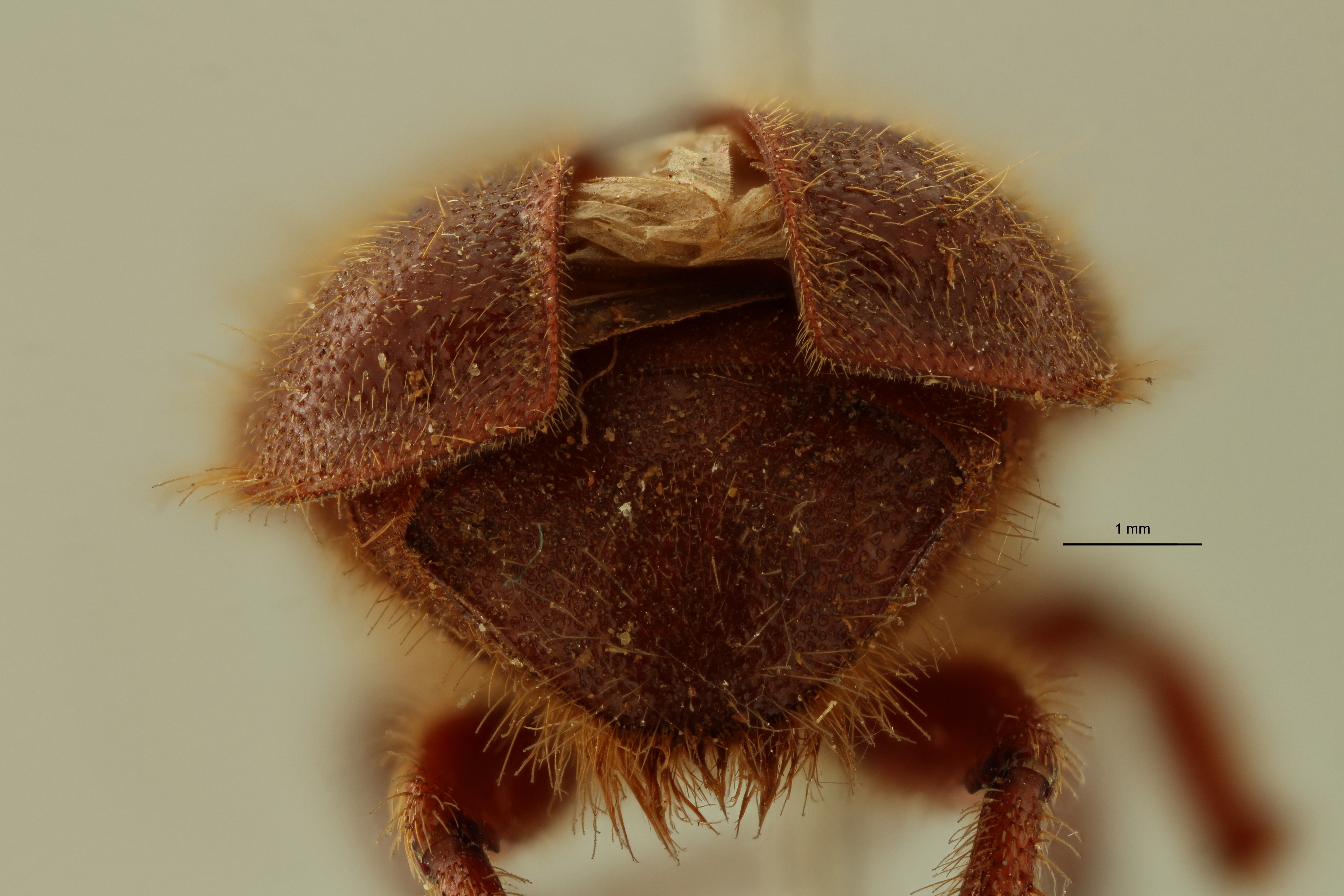 Plectris collarti t Pyg ZS PMax Scaled.jpeg