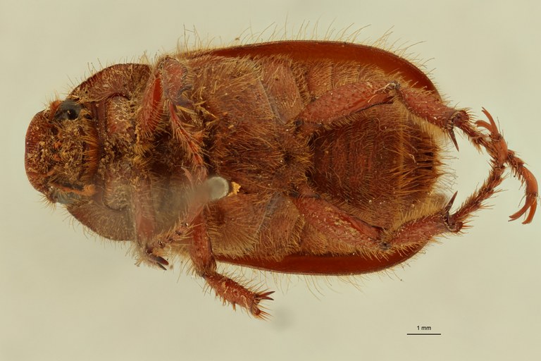 Plectris collarti t V ZS PMax Scaled.jpeg Plectris collarti t V ZS PMax Scaled.jpeg