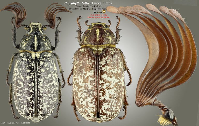 Polyphylla fullo.jpg Polyphylla fullo.jpg