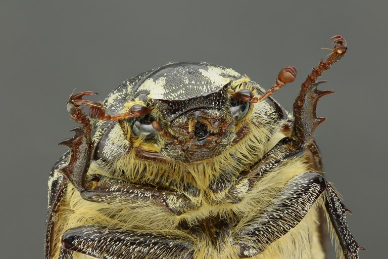 Polyphylla fullo 61165zs190.jpg Polyphylla fullo 61165zs190.jpg