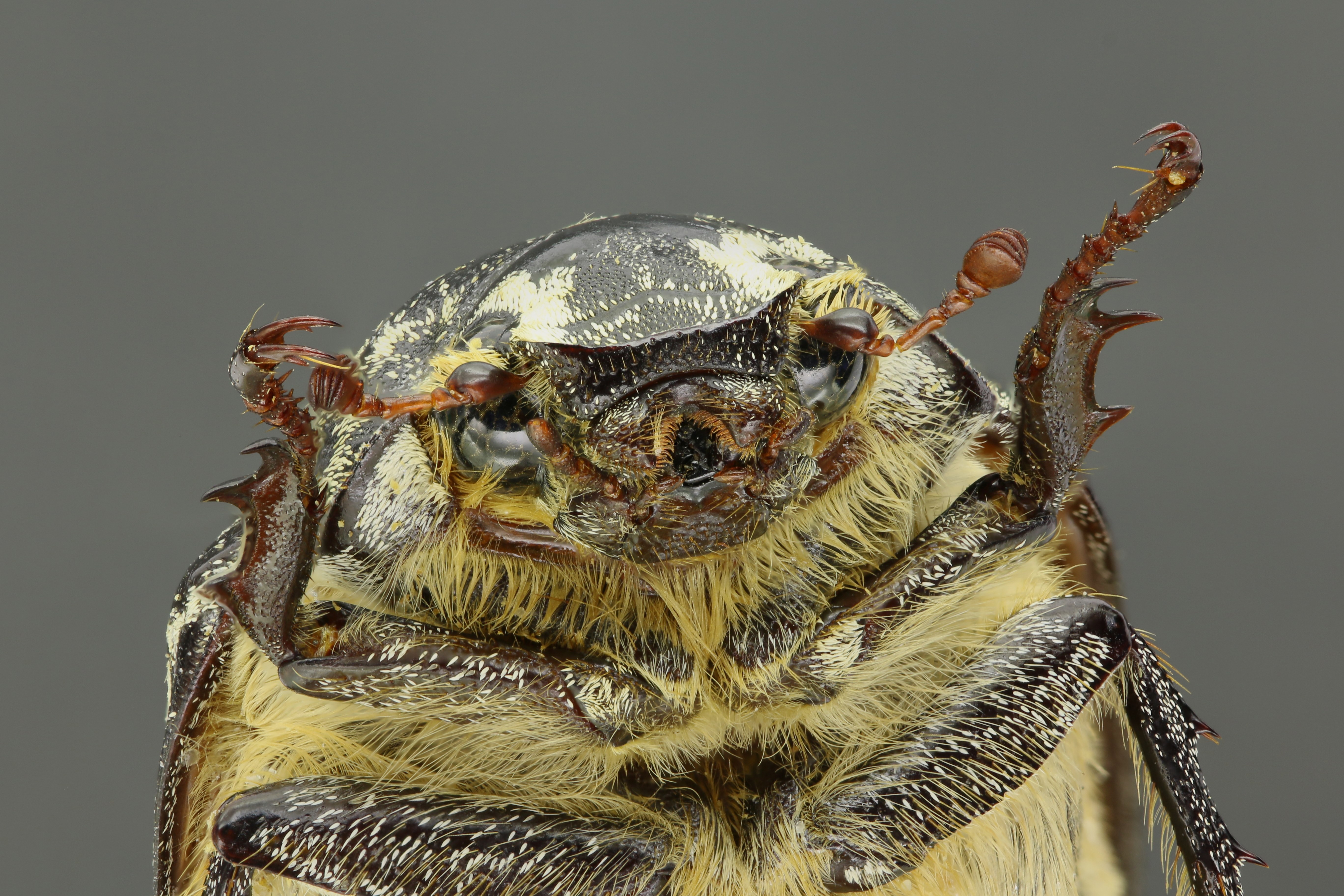 Polyphylla fullo 61165zs190.jpg