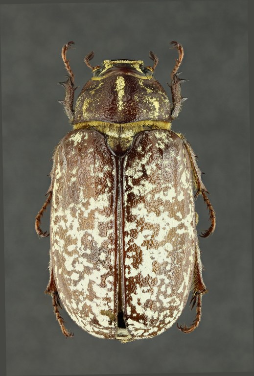 Polyphylla fullo 61202zs14.JPG Polyphylla fullo 61202zs14.JPG