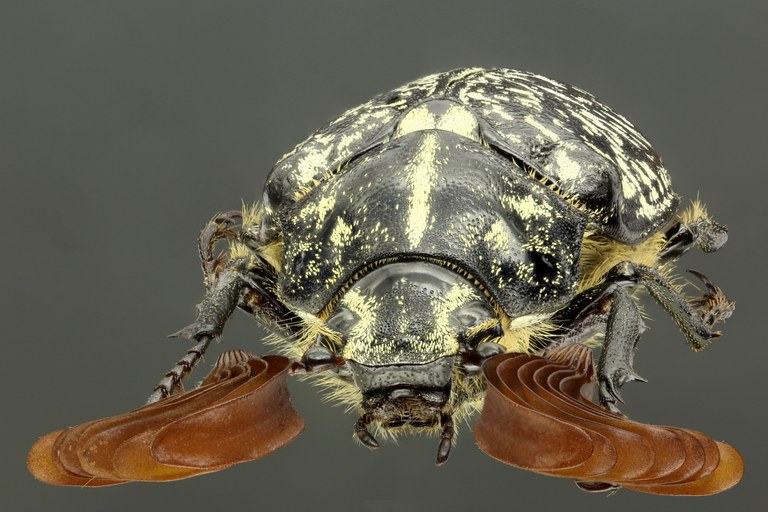 Polyphylla fullo 61087zs52.jpg Polyphylla fullo 61087zs52.jpg