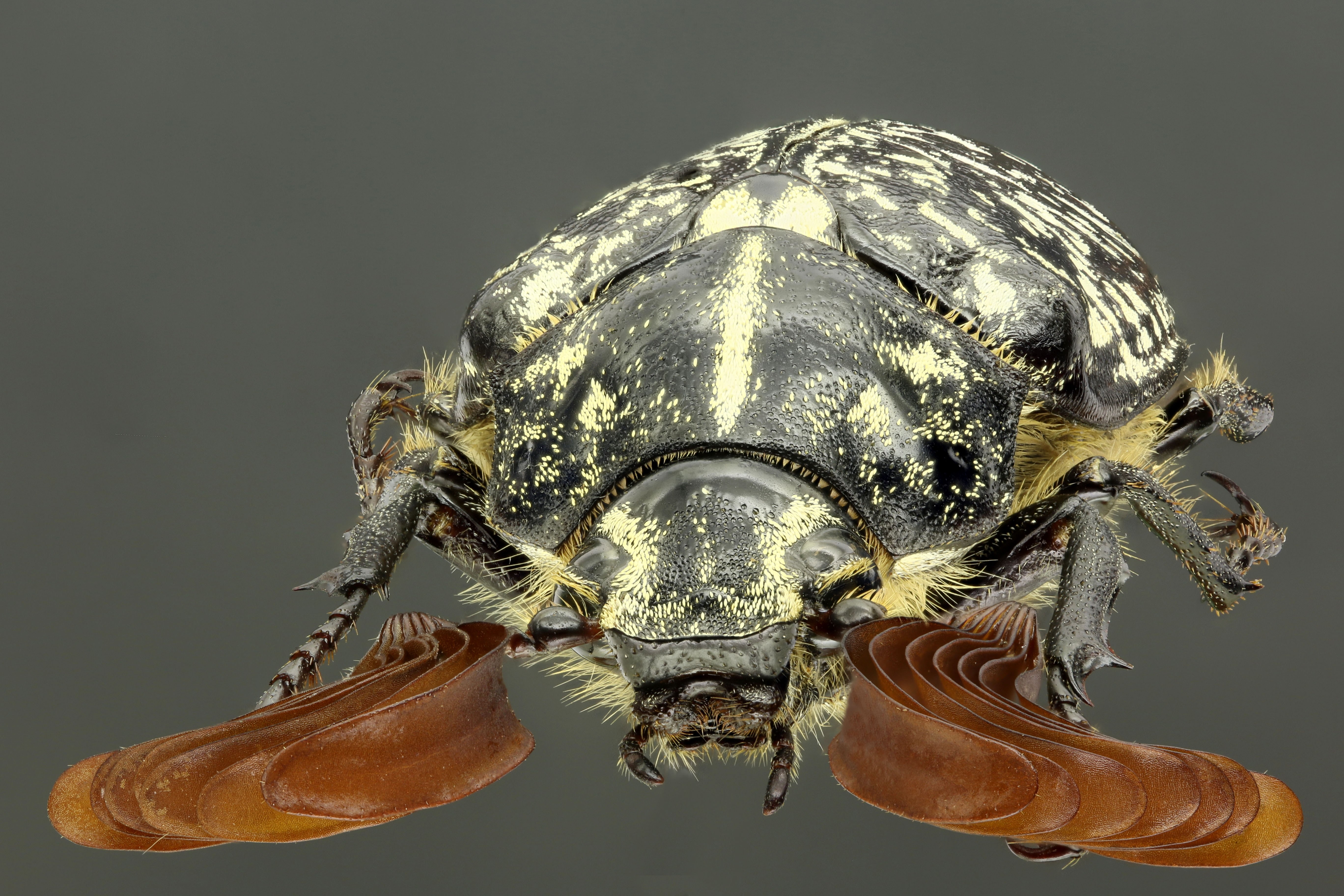 Polyphylla fullo 61087zs52.jpg