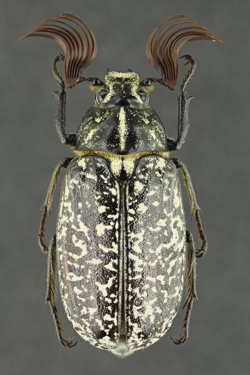 Polyphylla fullo 61191zs01.jpg Polyphylla fullo 61191zs01.jpg