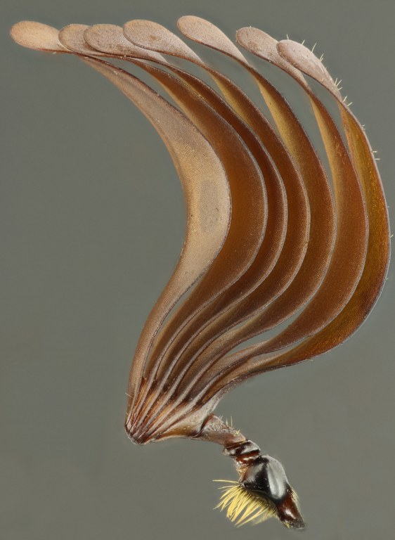 Polyphylla fullo antenne 61216zs52.JPG Polyphylla fullo antenne 61216zs52.JPG