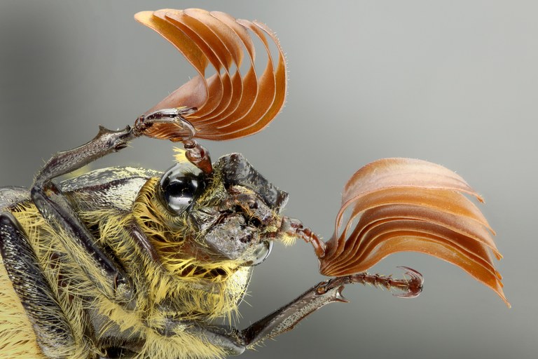 Polyphylla fullo Portrait1.jpg Polyphylla fullo Portrait1.jpg
