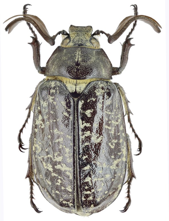 Polyphylla (Polyphylla) davidis 26598zs10.jpg Polyphylla (Polyphylla) davidis 26598zs10.jpg