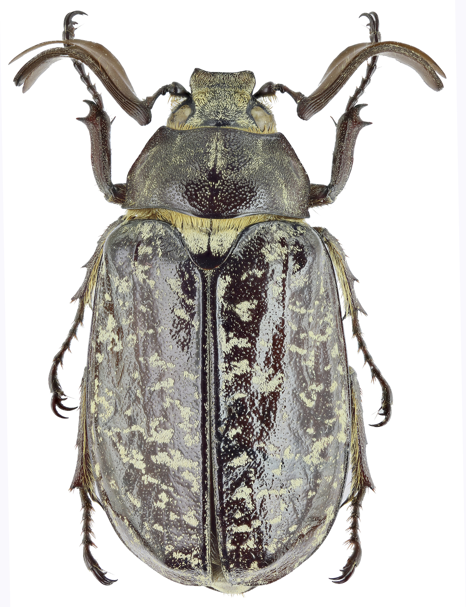 Polyphylla (Polyphylla) davidis 26598zs10.jpg
