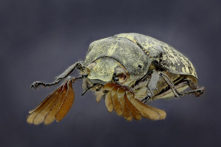 Polyphylla (Polyphylla) davidis 26611zs42.jpg Polyphylla (Polyphylla) davidis 26611zs42.jpg