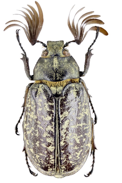 Polyphylla (Polyphylla) davidis 26643zs56.jpg Polyphylla (Polyphylla) davidis 26643zs56.jpg