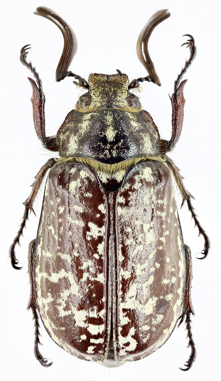 Polyphylla (Polyphylla) davidis 26547zs58.jpg Polyphylla (Polyphylla) davidis 26547zs58.jpg