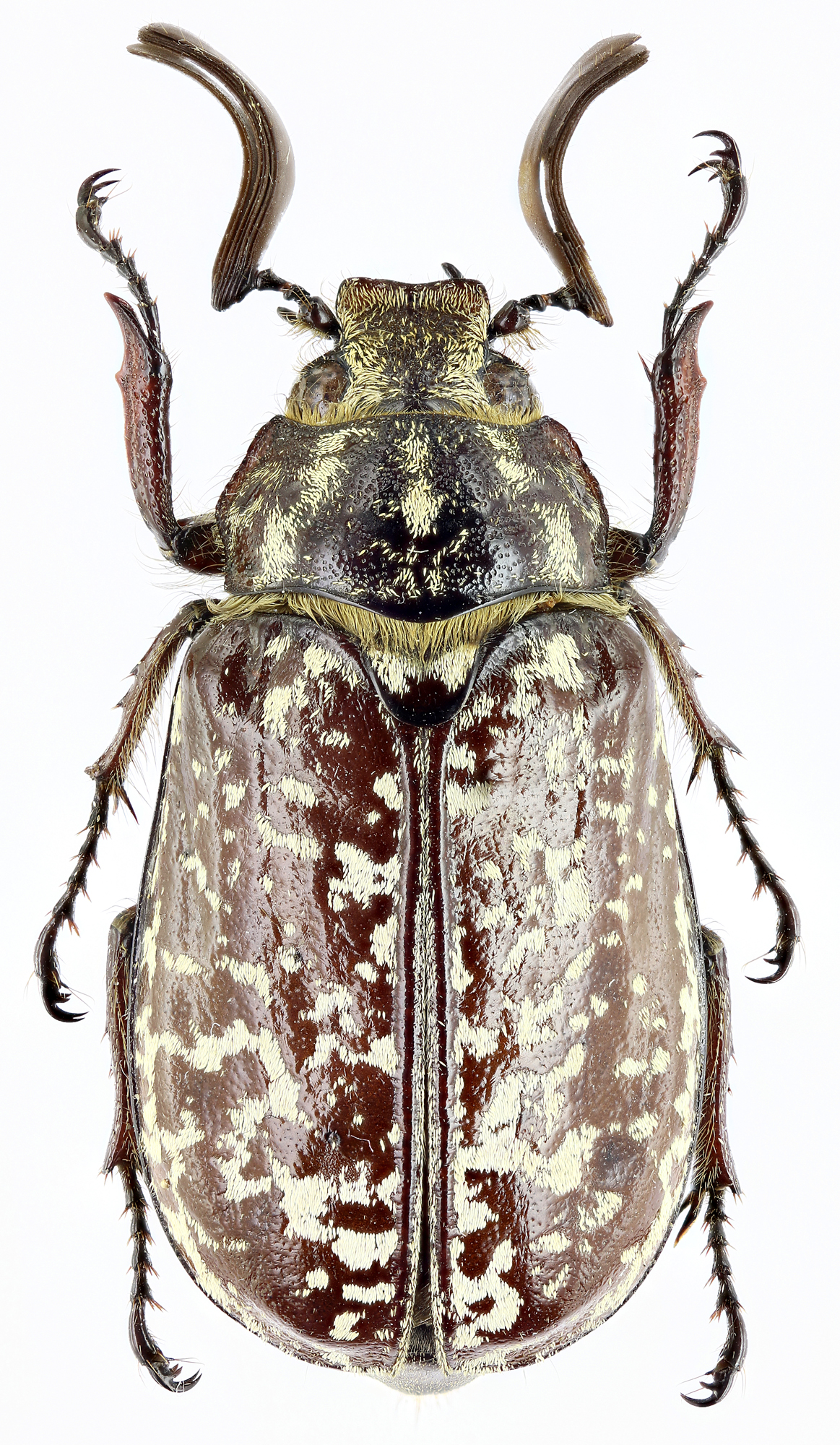Polyphylla (Polyphylla) davidis 26547zs58.jpg