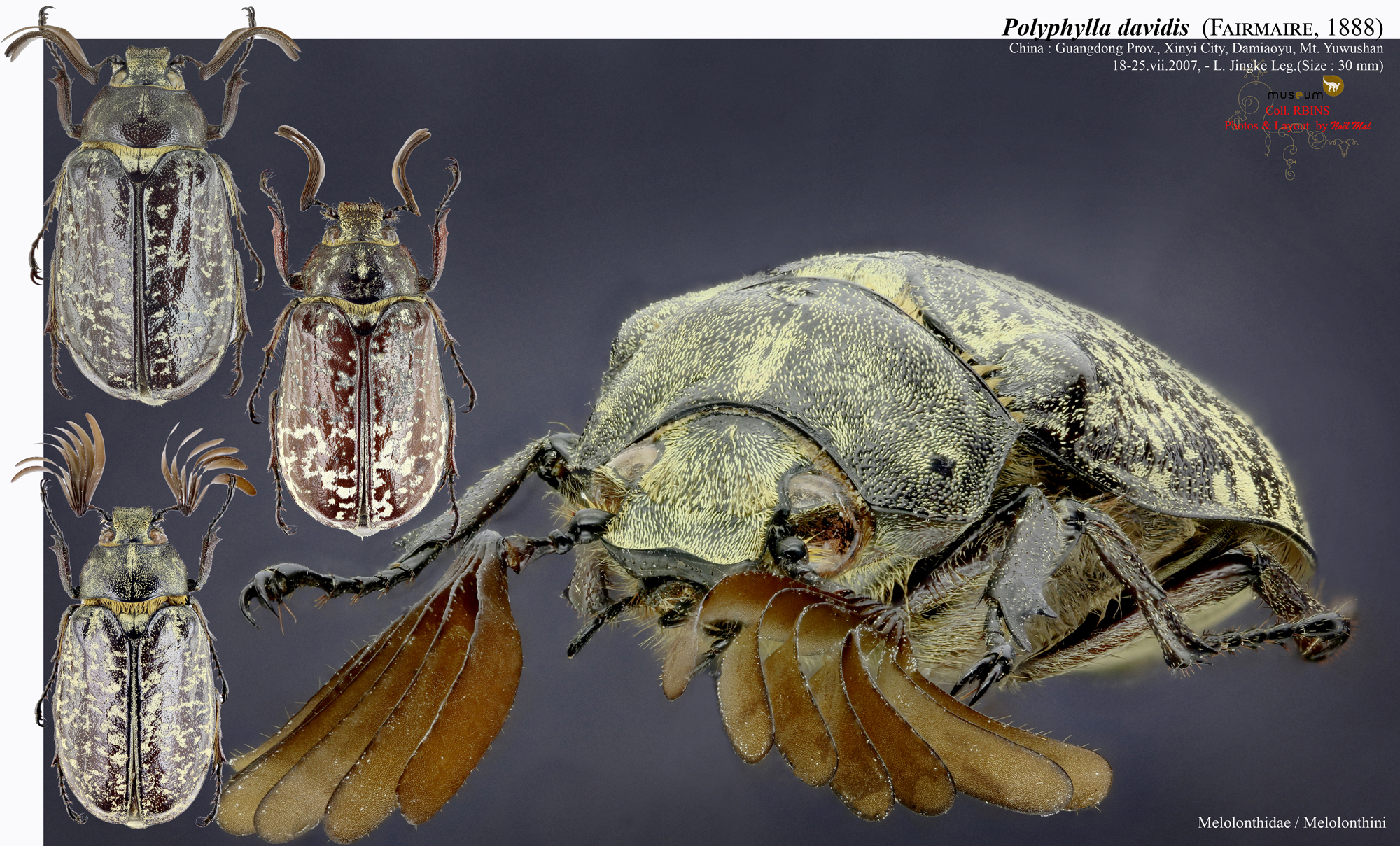 Polyphylla (Polyphylla) davidis.jpg