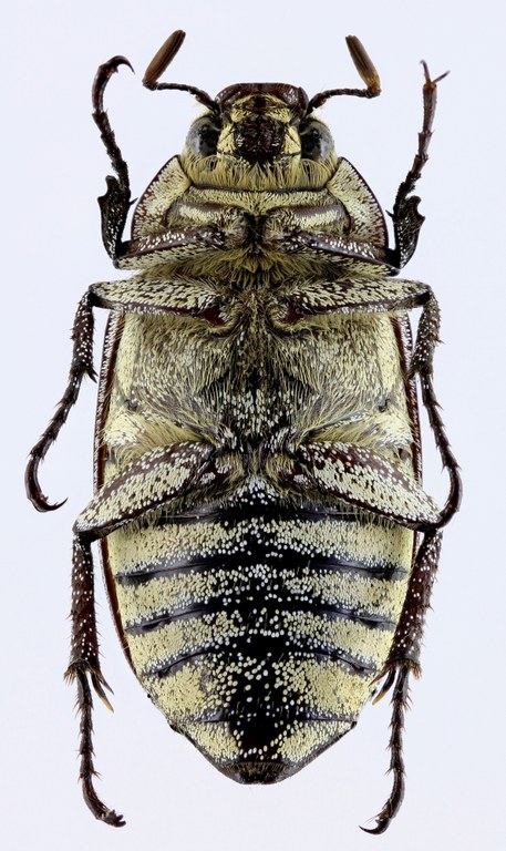 Proagosternus niveus 22116zs26.jpg Proagosternus niveus 22116zs26.jpg