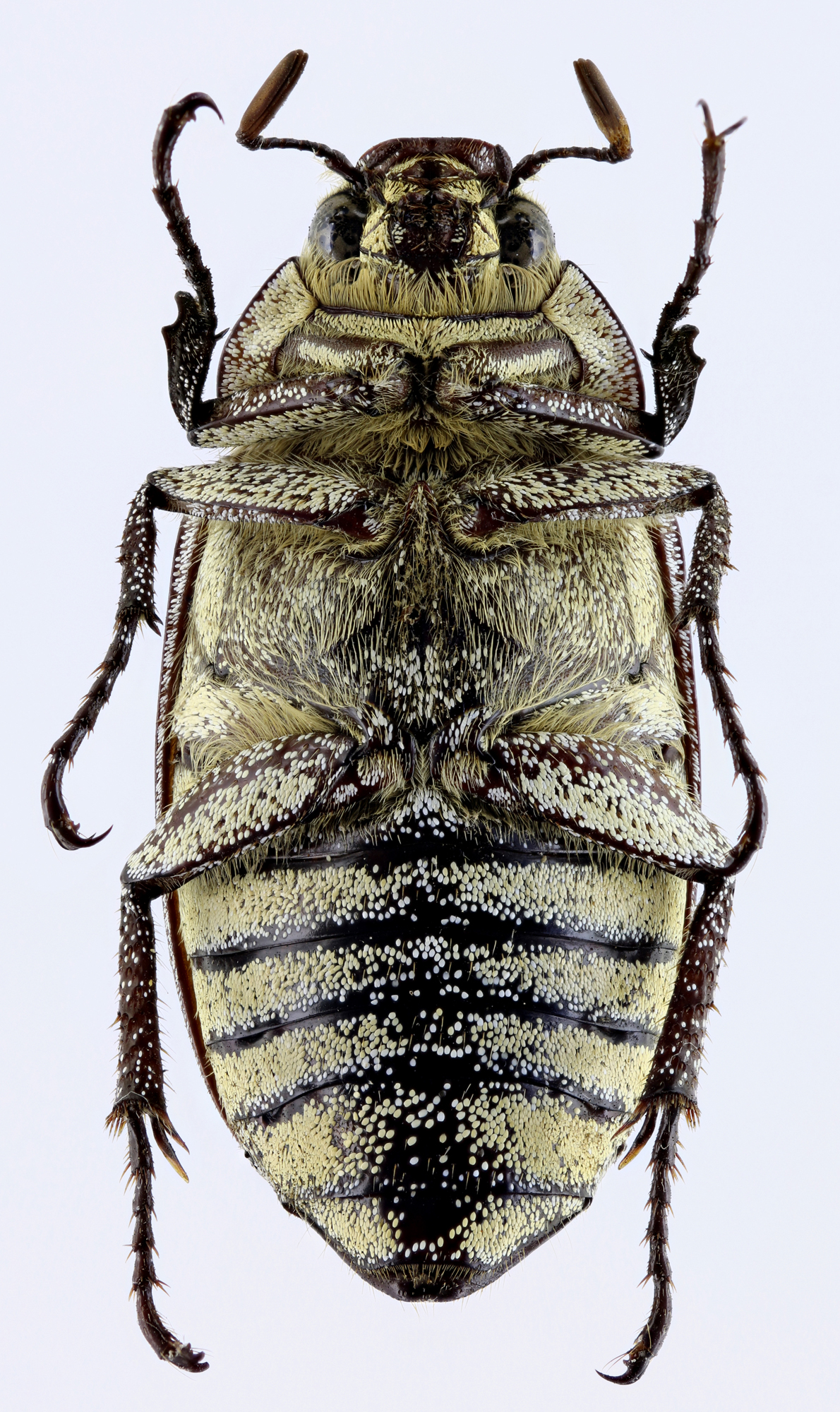Proagosternus niveus 22116zs26.jpg