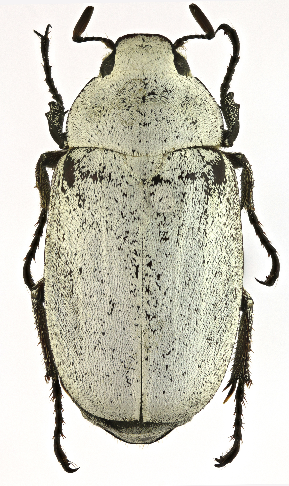 Proagosternus niveus 22127zs42.jpg