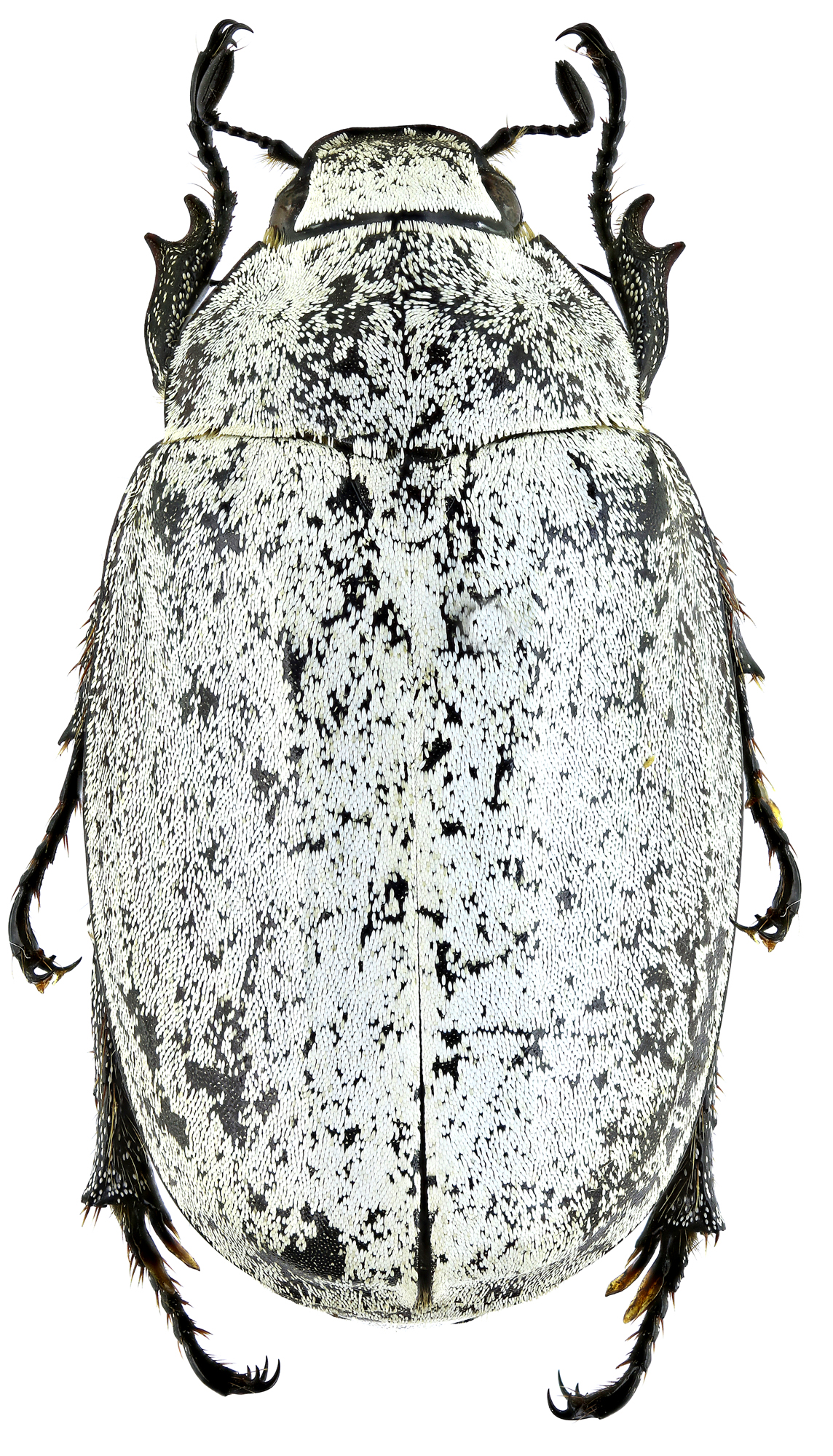 Proagosternus niveus 22144zs56.jpg