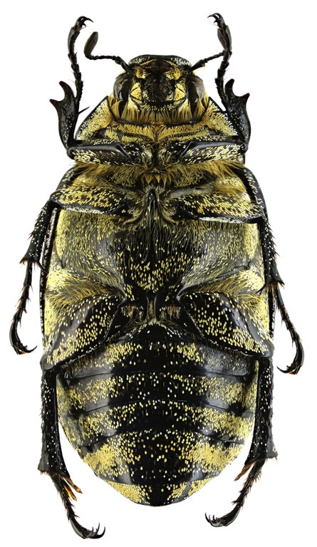 Proagosternus niveus 22157zs65.jpg Proagosternus niveus 22157zs65.jpg