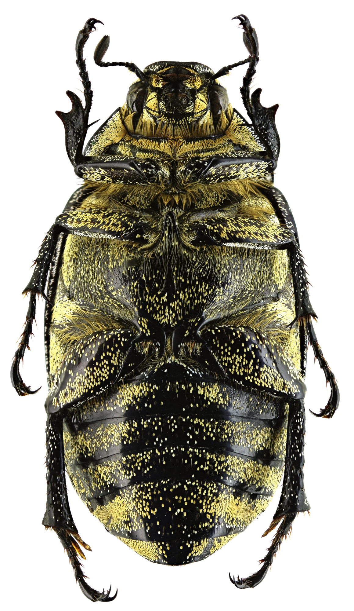 Proagosternus niveus 22157zs65.jpg