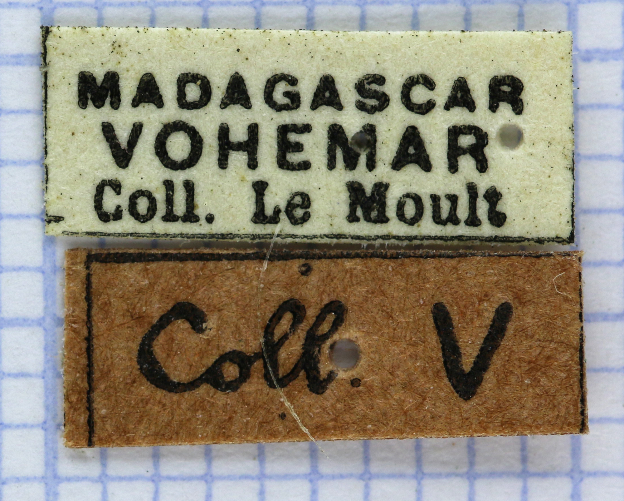 Proagosternus niveus lables 22143.jpg