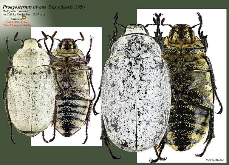 Proagosternus niveus.jpg Proagosternus niveus.jpg