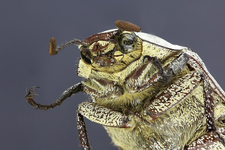 Proagosternus niveus 22082zs15.jpg Proagosternus niveus 22082zs15.jpg