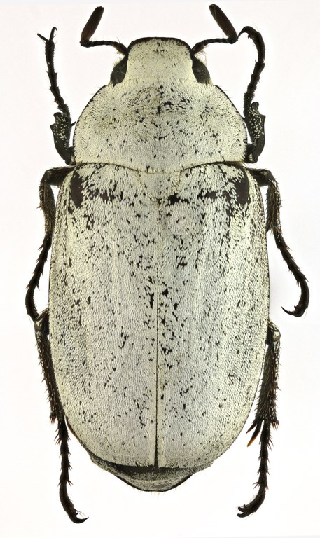 Proagosternus niveus 22127zs42.jpg Proagosternus niveus 22127zs42.jpg