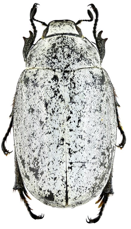 Proagosternus niveus 22144zs56.jpg Proagosternus niveus 22144zs56.jpg