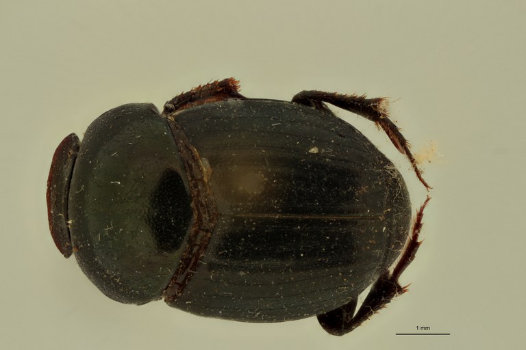 Onthophagus formosanus St D.jpg Onthophagus formosanus St D.jpg