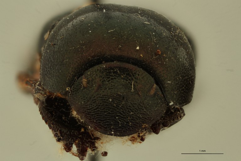Onthophagus formosanus St F.jpg Onthophagus formosanus St F.jpg
