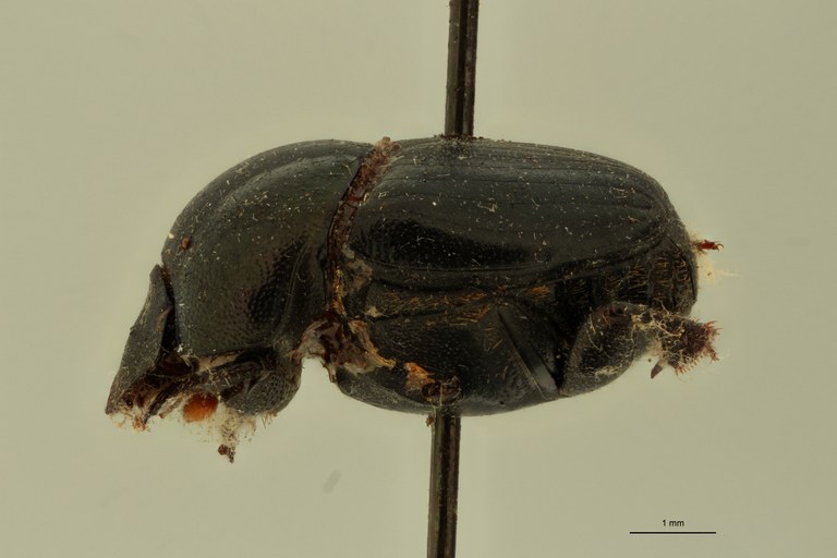 Onthophagus formosanus St L.jpg Onthophagus formosanus St L.jpg