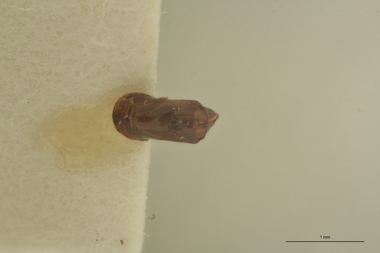 Onthophagus formosanus St Aedeagus.jpg Onthophagus formosanus St Aedeagus.jpg