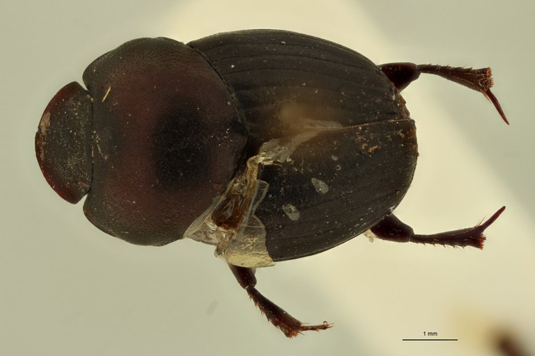 Onthophagus formosanus St D.jpg Onthophagus formosanus St D.jpg