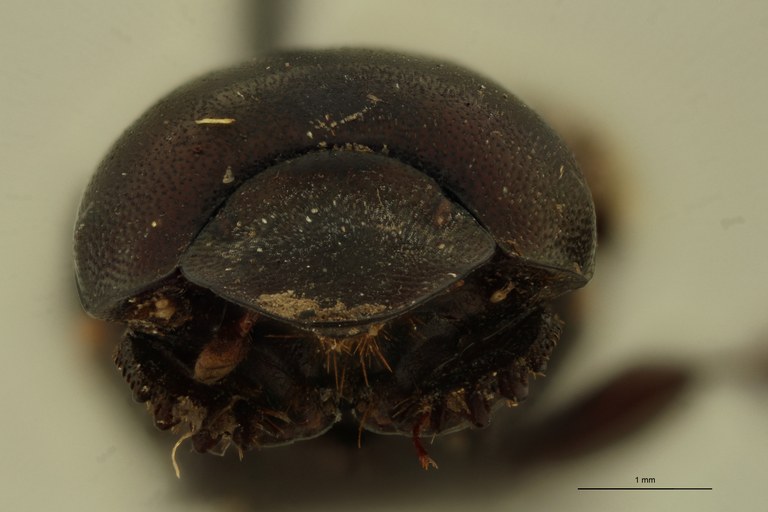 Onthophagus formosanus St F.jpg Onthophagus formosanus St F.jpg