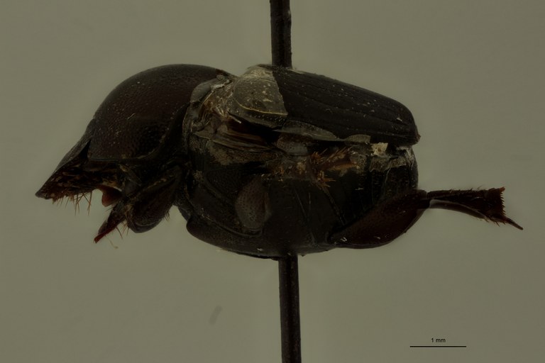Onthophagus formosanus St L.jpg Onthophagus formosanus St L.jpg