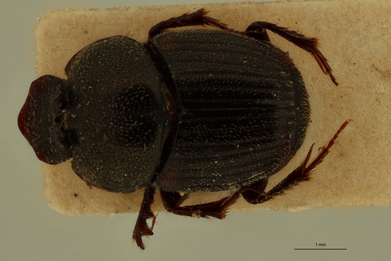 Onthophagus mendicus Lt D.jpg
