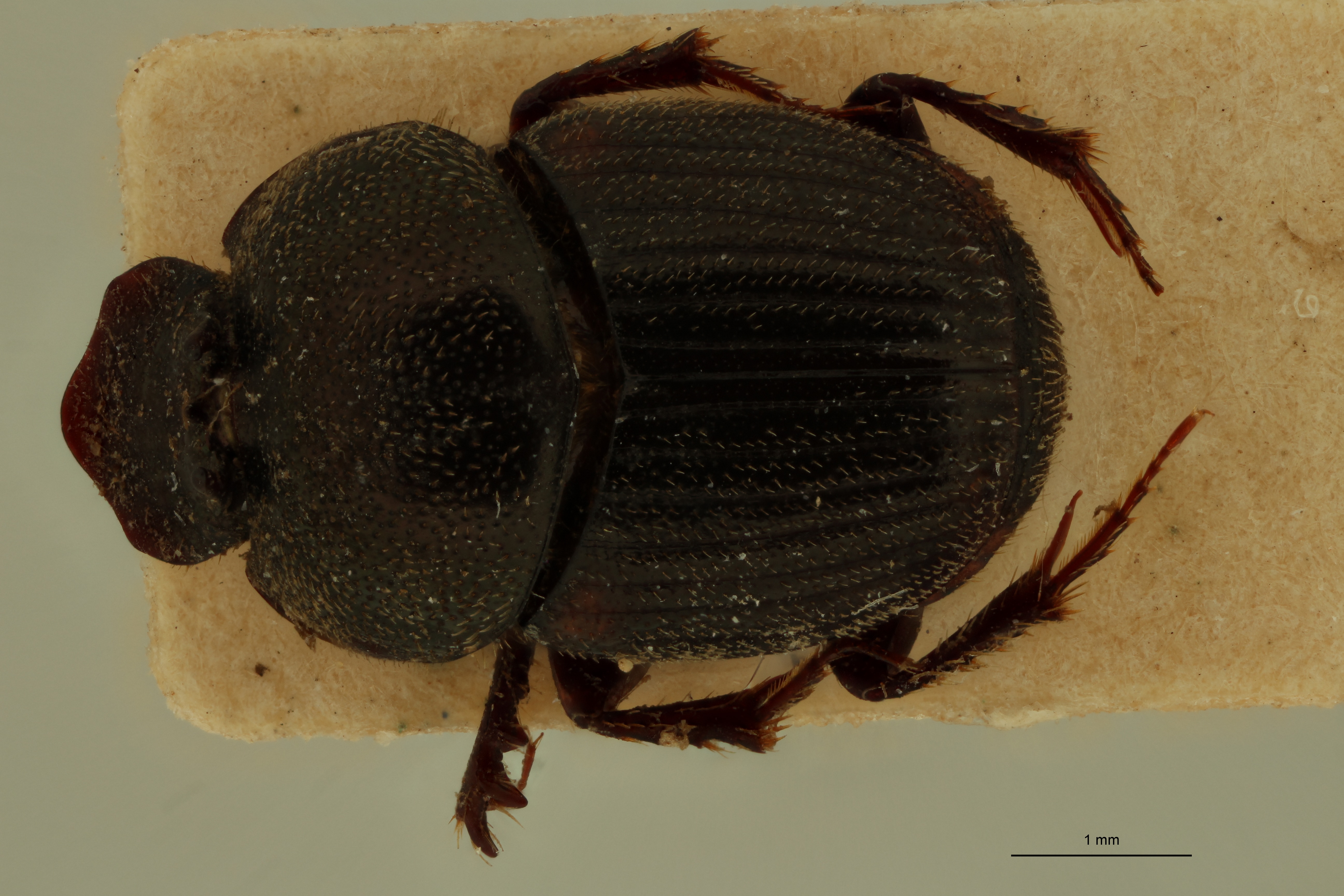 Onthophagus mendicus Lt D.jpg