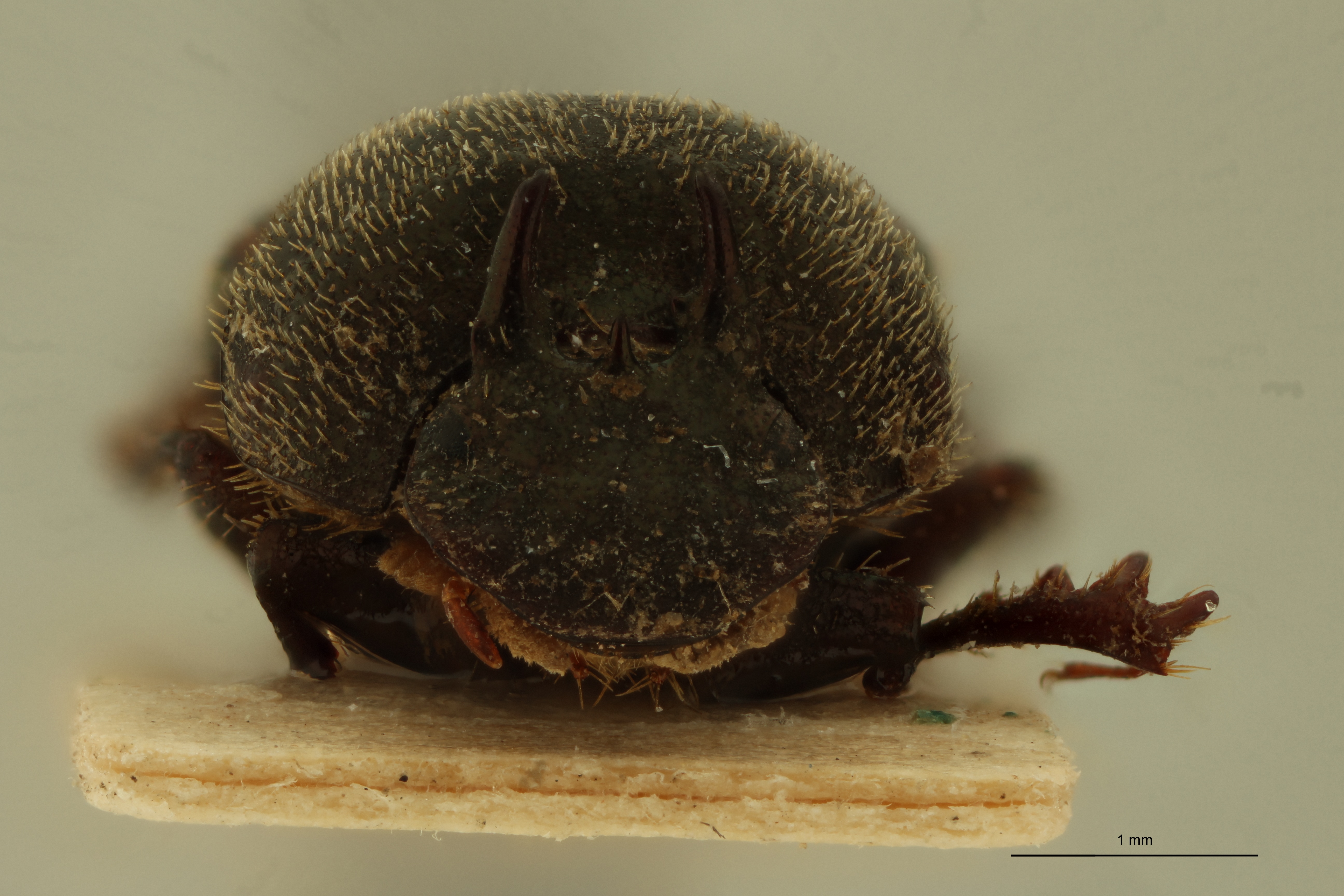 Onthophagus mendicus Lt F.jpg