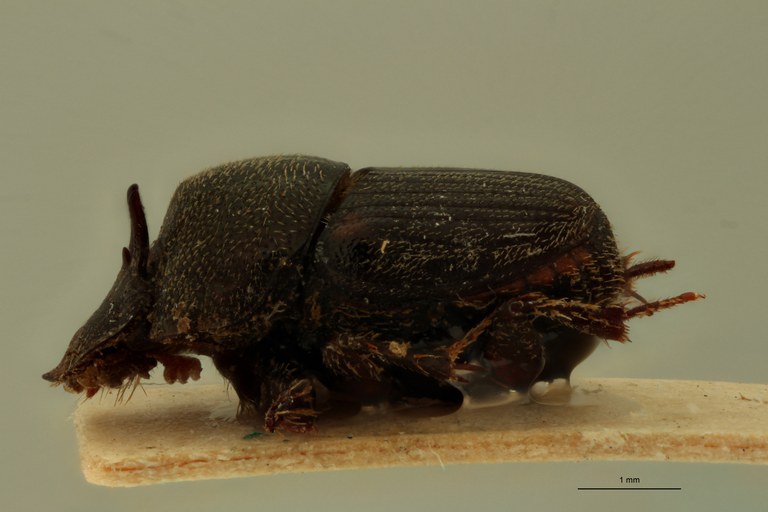 Onthophagus mendicus Lt L.jpg