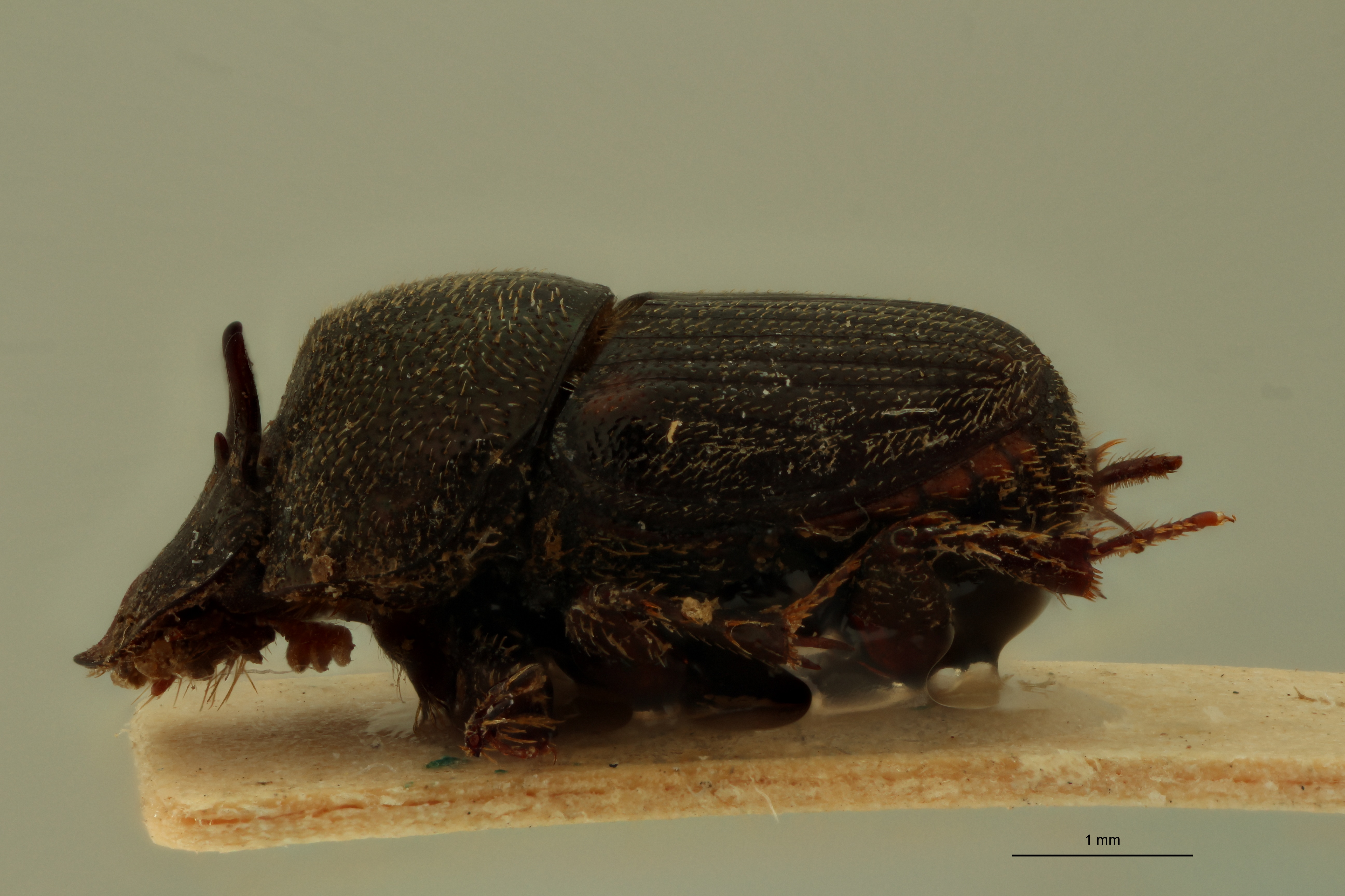 Onthophagus mendicus Lt L.jpg