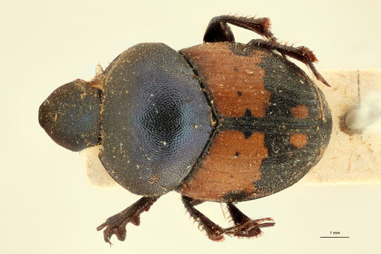 Onthophagus (Onthophagus) longiceps et D