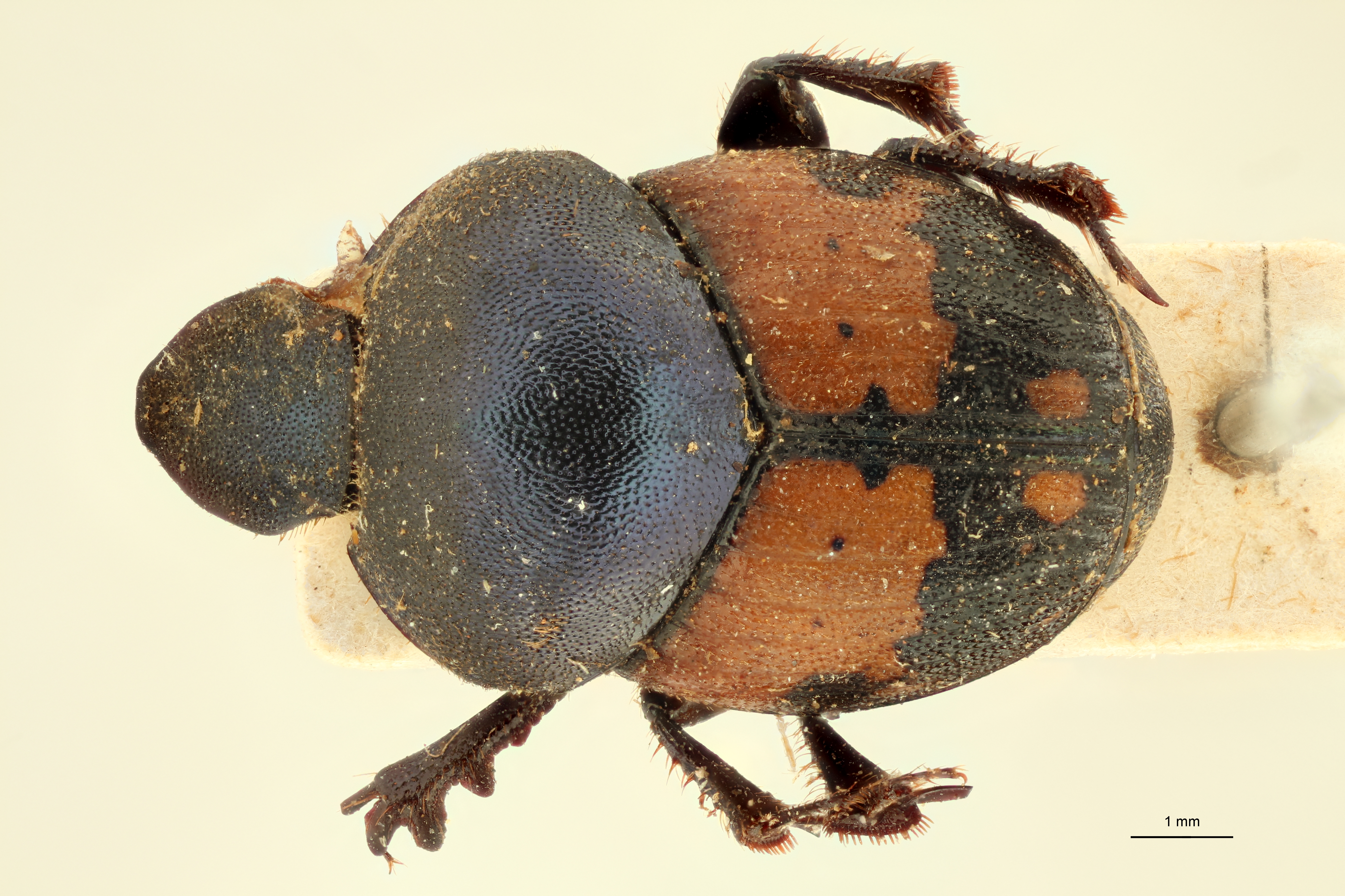 Onthophagus (Onthophagus) longiceps et D