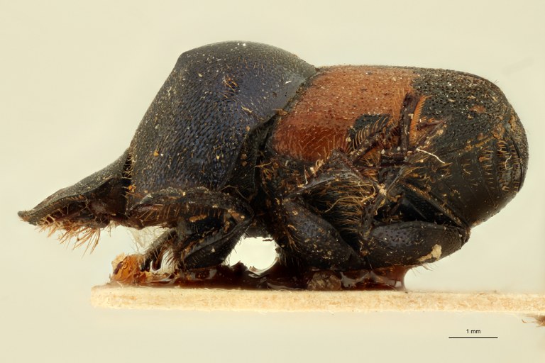 Onthophagus (Onthophagus) longiceps et L