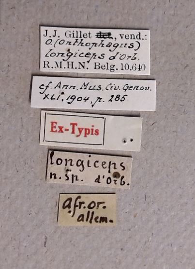Onthophagus (Onthophagus) longiceps et Labels