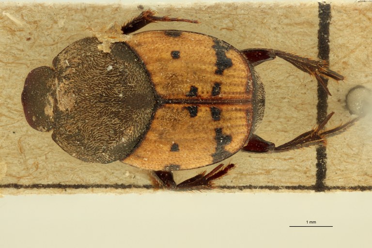 Onthophagus (Onthophagus) planaticeps t D