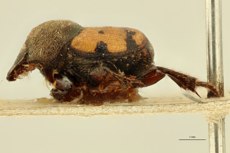 Onthophagus (Onthophagus) planaticeps t L