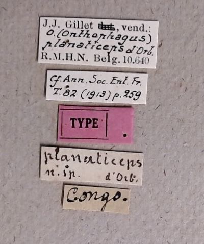 Onthophagus (Onthophagus) planaticeps t Labels