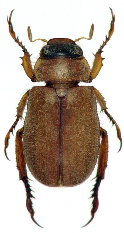 Adoretus (Adoretus) drumonti Ht M D Adoretus (Adoretus) drumonti Ht M D