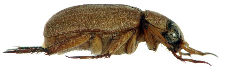 Adoretus (Adoretus) drumonti Ht M L.jpg Adoretus (Adoretus) drumonti Ht M L.jpg
